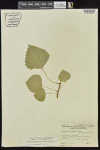 Populus deltoides subsp. deltoides image