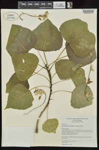 Populus deltoides subsp. deltoides image