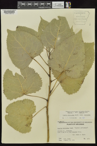 Populus deltoides subsp. deltoides image