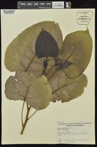 Populus deltoides subsp. deltoides image