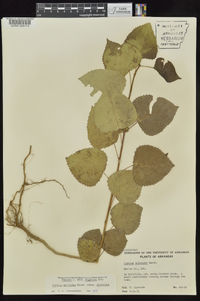 Populus deltoides subsp. deltoides image