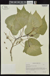 Populus deltoides subsp. deltoides image