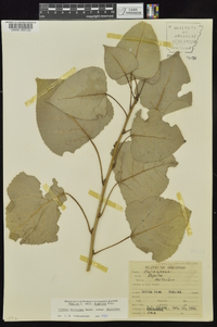 Populus deltoides subsp. deltoides image