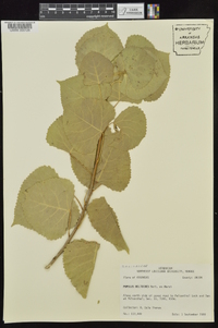 Populus deltoides subsp. deltoides image