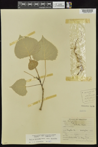 Populus deltoides subsp. deltoides image