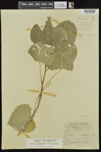 Populus deltoides subsp. deltoides image