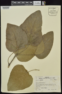 Populus heterophylla image