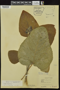 Populus heterophylla image