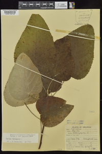 Populus heterophylla image