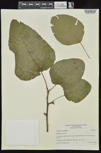 Populus heterophylla image