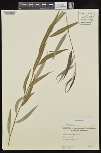Salix babylonica image
