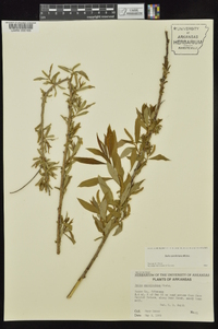 Salix caroliniana image