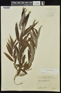 Salix caroliniana image