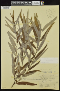 Salix caroliniana image