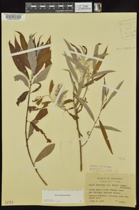 Salix caroliniana image