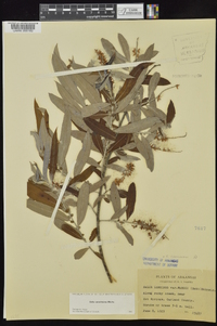 Salix caroliniana image