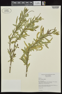 Salix caroliniana image