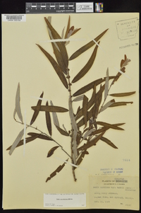 Salix caroliniana image