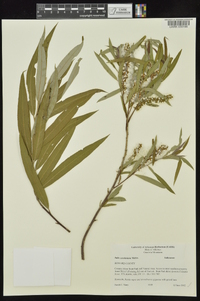 Salix caroliniana image