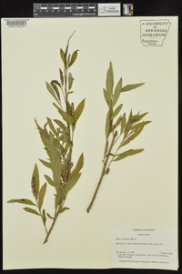 Salix caroliniana image