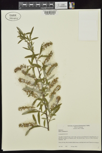 Salix caroliniana image