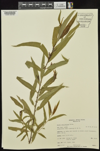 Salix caroliniana image