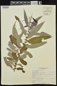 Salix caroliniana image