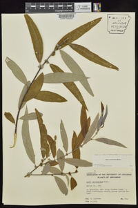 Salix caroliniana image