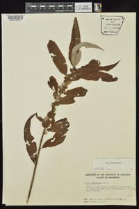 Salix caroliniana image