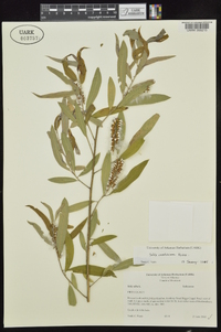 Salix caroliniana image