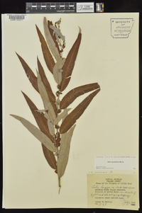 Salix caroliniana image