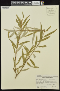 Salix caroliniana image