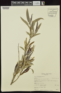 Salix caroliniana image