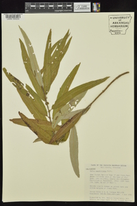 Salix caroliniana image