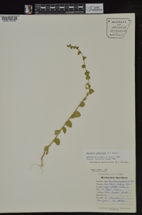 Triodanis perfoliata subsp. perfoliata image