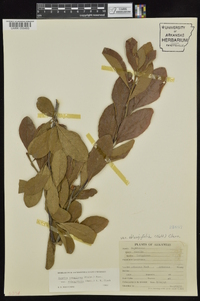 Bumelia oblongifolia image