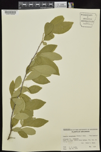 Sideroxylon lanuginosum image