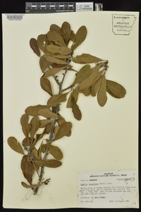 Sideroxylon lanuginosum image