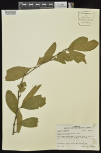 Sideroxylon lanuginosum image