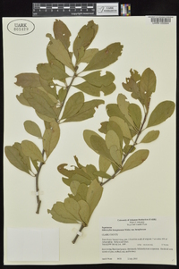 Sideroxylon lanuginosum image