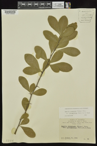 Bumelia oblongifolia image