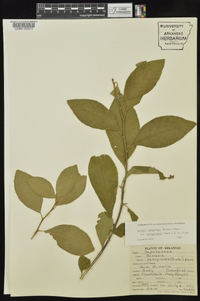 Bumelia oblongifolia image