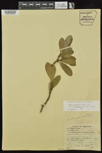 Sideroxylon lanuginosum image