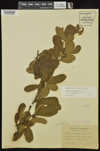 Sideroxylon lanuginosum image