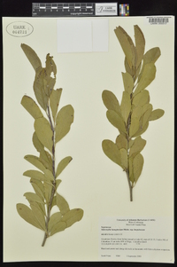 Sideroxylon lanuginosum image