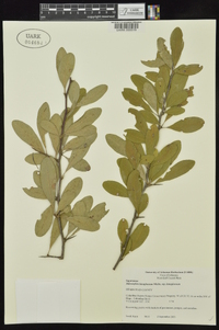 Sideroxylon lanuginosum image