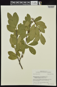 Sideroxylon lanuginosum image