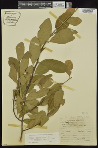 Sideroxylon lanuginosum image