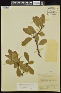 Sideroxylon lanuginosum image