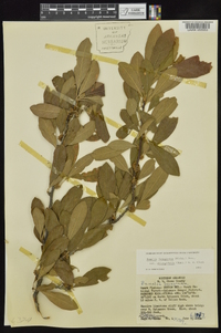 Sideroxylon lanuginosum image